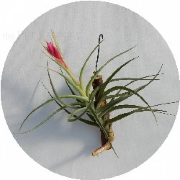 Tillandsia aeranthos